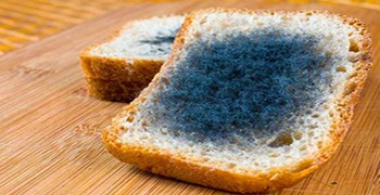防霉劑廠家告訴你食物發(fā)霉高溫能消滅嗎？