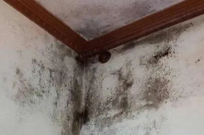 墻面發(fā)霉怎么處理？教你一招自己在家就能解決